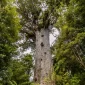 Let’s go on a walk inside the Waipoua Forest 3 Let’s go on a walk inside the Waipoua Forest