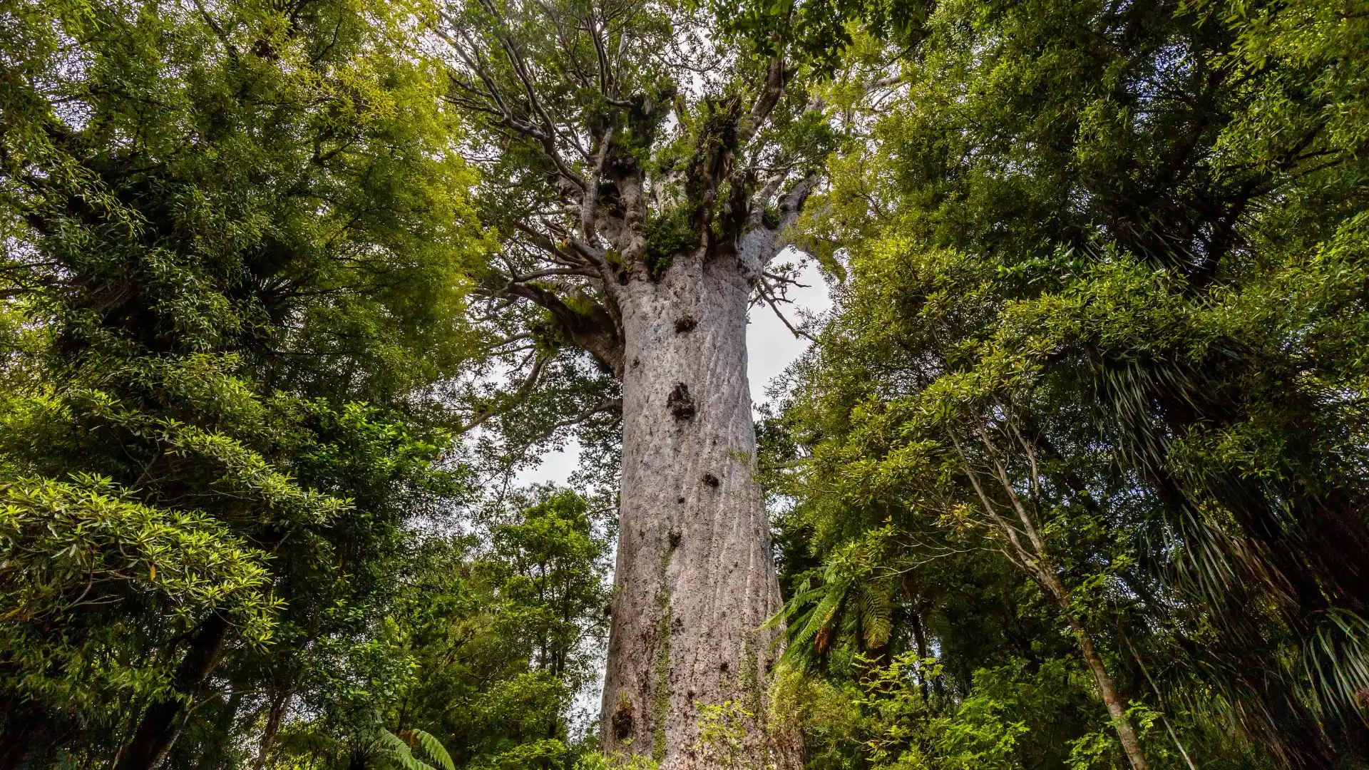 Let’s go on a walk inside the Waipoua Forest 1 Let’s go on a walk inside the Waipoua Forest