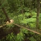 New Zealand Redwood Forest 4 Redwood Forest Blog Image