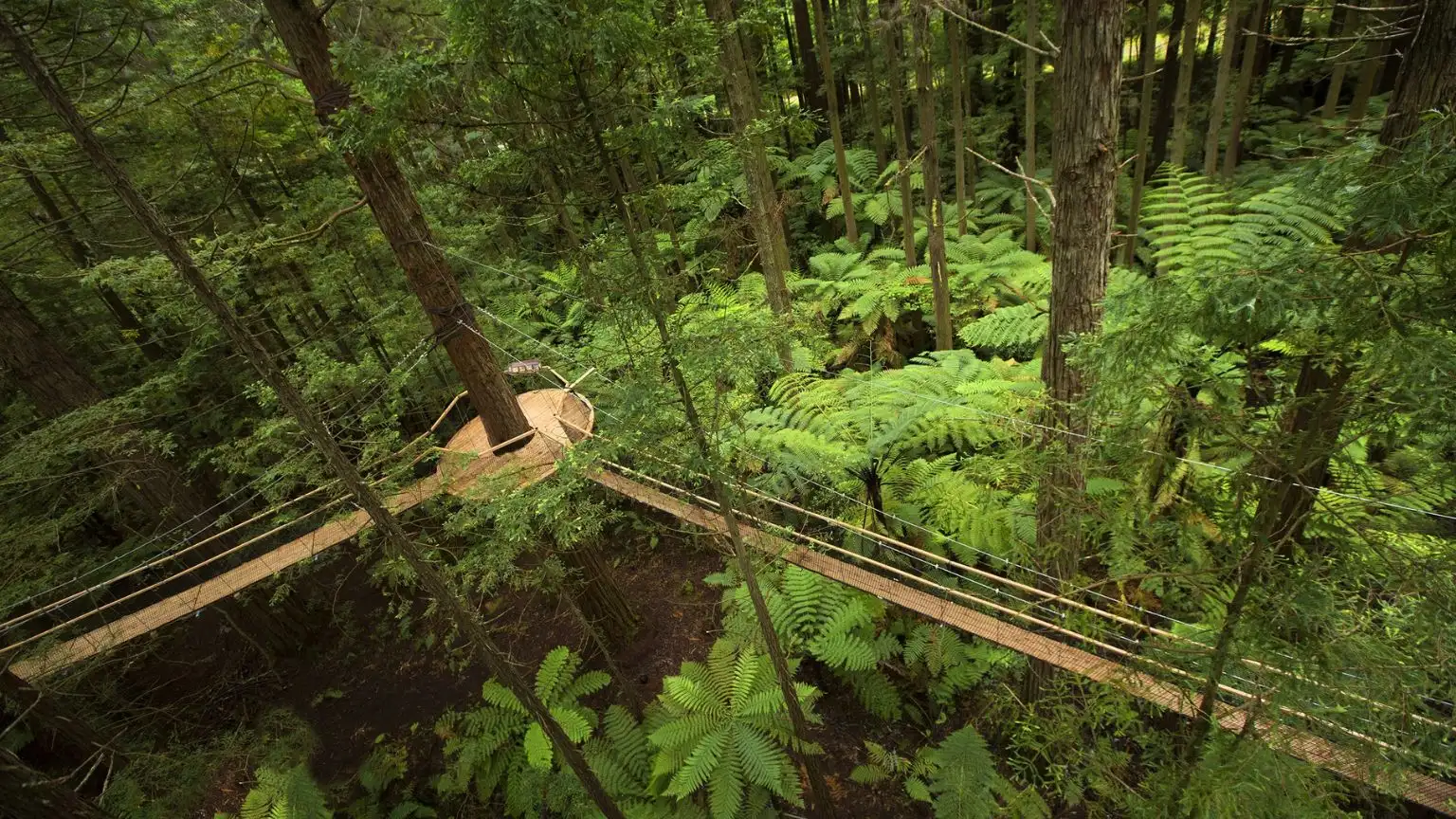 New Zealand Redwood Forest 1 Redwood Forest Blog Image