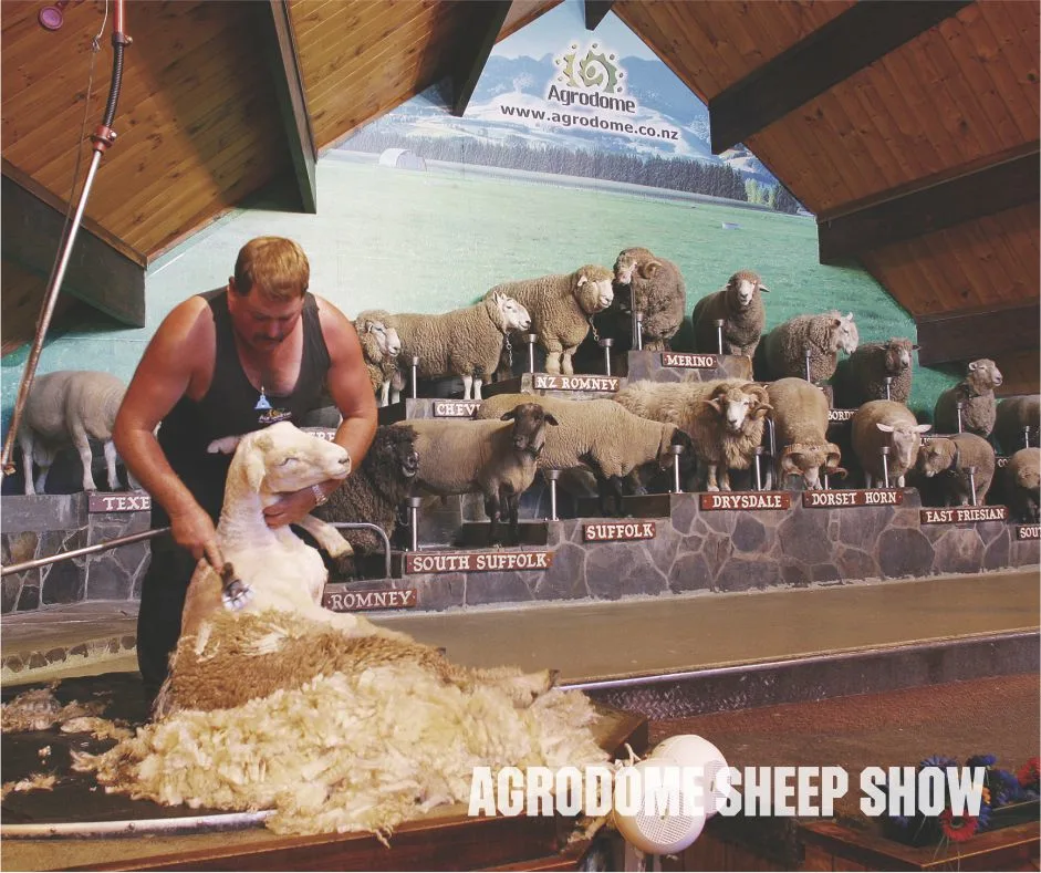 Agrodome Sheep Show
