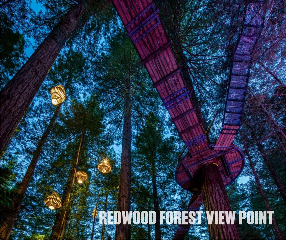 New Zealand Redwood Forest